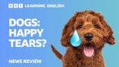 Dogs: Happy tears?: BBC News Review