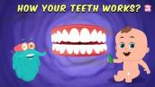 How Your Teeth Work? - The Dr. Binocs Show | Best Learning Videos For Kids | Peekaboo Kidz